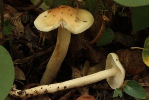 Šťavnatka habrová - Hygrophorus carpini Gröger