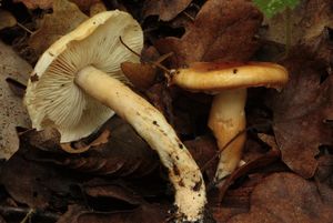 Slizobedla slizká - Limacella glioderma (Fr.) Maire.