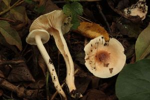Šťavnatka habrová - Hygrophorus carpini Gröger