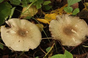Pečárka koroptví - Agaricus phaeolepidotus (F.H.Moeller)