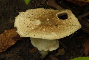 Pečárka koroptví - Agaricus phaeolepidotus (F.H.Moeller)