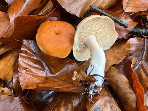 Lišák ryšavý - Hydnum rufescens Pers. 1800