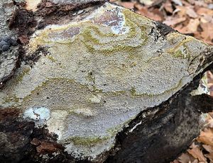 Popraška sklepní - Coniophora puteana (Schumach.) P.Karst.