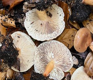 Ryzec nasládlý - Lactarius subdulcis (Pers.) Grey