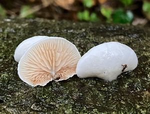 Trepkovitka Kubičkova - Crepidotus kubickae Pilát