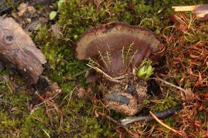 Klikni pro velký obrázek