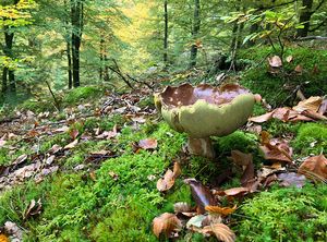 Klikni pro velký obrázek