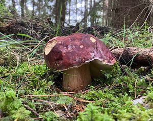 Klikni pro velký obrázek