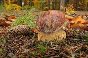 Klikni pro velký obrázek