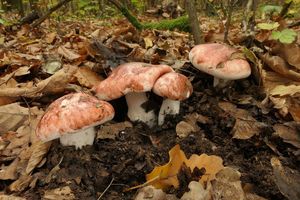 Klikni pro velký obrázek