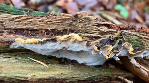 Ohňovec ohraničený - Phellopilus nigrolimitatus (Romell) Niemelä, T. Wagner et M. Fisch.