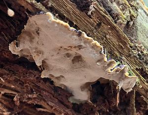 Ohňovec ohraničený - Phellopilus nigrolimitatus (Romell) Niemelä, T. Wagner et M. Fisch.