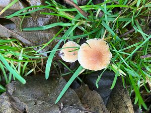 Kržatka namedovělá - Alnicola citrinella P.-A. Moreau et  A. de Haan