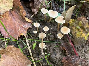 Olšovička namedovělá - Alnicola citrinella P.-A. Moreau et  A. de Haan