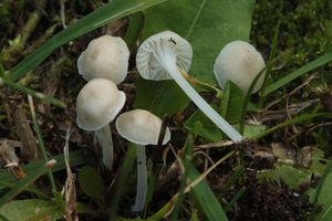 Helmovka Maireova - Hemimycena mairei (E.-J.Glibert) Singer