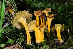 Liška žlutavá - Craterellus lutescens (Fr.) Fr.