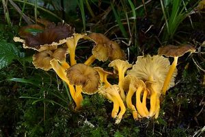 Liška žlutavá - Craterellus lutescens (Fr.) Fr. 1838