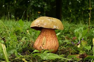 Hřib koloděj - Suillellus luridus (Schaeff.) Murrill 1909