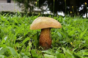 Hřib koloděj - Suillellus luridus (Schaeff.) Murrill 1909