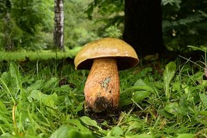 Hřib koloděj - Suillellus luridus (Schaeff.) Murrill 1909