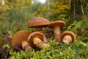 Klouzek tridentský - Suillus tridentinus  (Bres.) Singer 1945