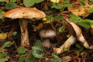 Klikni pro velký obrázek