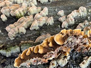 Pevník chlupatý - Stereum hirsutum (Willd.) Pers. 1800