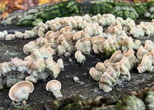 Pevník chlupatý - Stereum hirsutum (Willd.) Pers. 1800