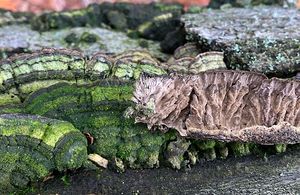 Pevník chlupatý - Stereum hirsutum (Willd.) Pers. 1800