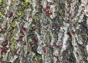 Rážovka šarlatová - Neonectria coccinea (Pers.) Rossman & Samuels