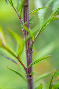 pelyněk Verlotů (Artemisia verlotiorum)