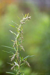 pelyněk Verlotů (Artemisia verlotiorum)