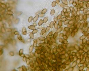 Pavučinec pochvatý - Cortinarius moenne-loccozii Bidaud