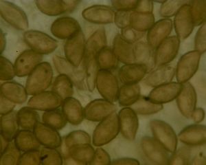 Pavučinec pochvatý - Cortinarius moenne-loccozii Bidaud