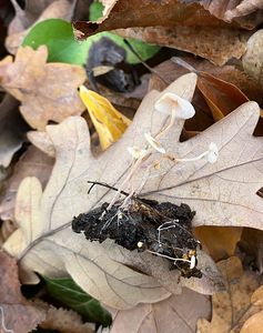 Penízovka Cookeova - Collybia cookei (Bres.) J.D. Arnold 1935