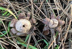 Hvězdovka kvítkovitá - Geastrum floriforme