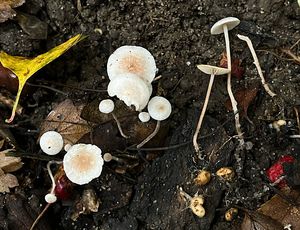 Penízovka Cookeova - Collybia cookei (Bres.) J.D. Arnold