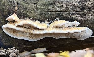 Outkovka topolová - Antrodia minuta Spirin