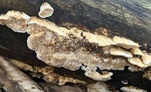 Outkovka topolová - Antrodia minuta Spirin