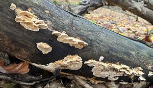 Outkovka topolová - Antrodia minuta Spirin