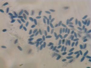 Outkovka topolová - Antrodia minuta Spirin