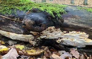 Outkovka polštářkovitá  - Antrodia pulvinascens (Pilát ex Pilát) Niemelä