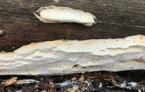 Outkovka polštářkovitá  - Antrodia pulvinascens (Pilát ex Pilát) Niemelä