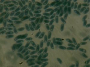 Outkovka polštářkovitá  - Antrodia pulvinascens (Pilát ex Pilát) Niemelä