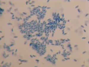 Outkovka polštářkovitá  - Antrodia pulvinascens (Pilát ex Pilát) Niemelä