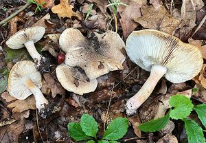 Čirůvka růžovotřenná - Tricholoma basirubens (Bon) A. Riva & Bon