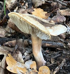 Čirůvka růžovotřenná - Tricholoma basirubens (Bon) A. Riva & Bon