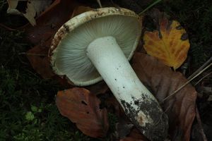 Čirůvka hořká - Tricholoma acerbum (Bull.) Vent.