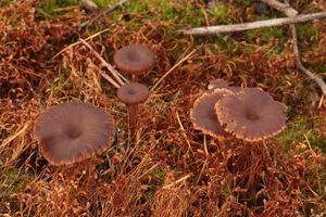 Kalichovka pánvičkovitá - Omphalina pyxidata (Bull.) Quél.