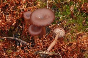 Kalichovka pánvičkovitá - Omphalina pyxidata (Bull.) Quél.